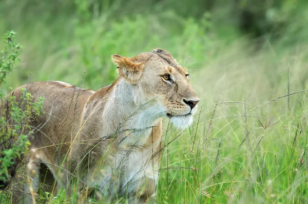 Löwe — Stockfoto