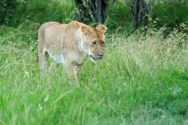 Aslan — Stok fotoğraf