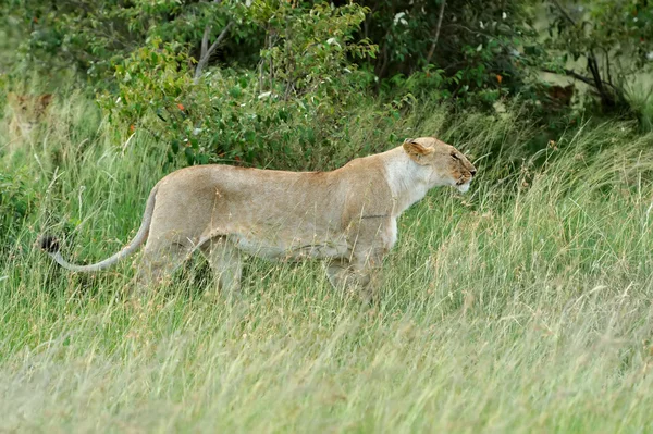 Leone. — Foto Stock