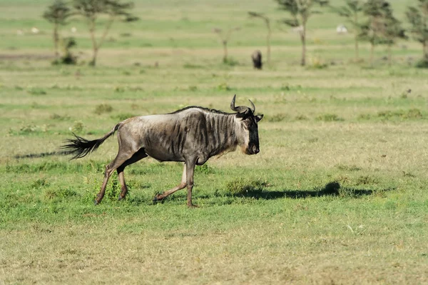 Wildebeest — Stock Photo, Image