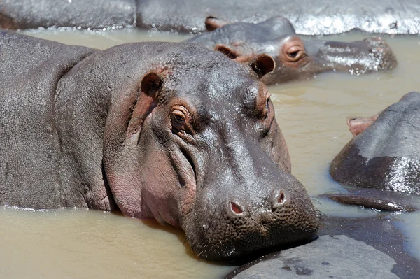 Hippopotame — Photo