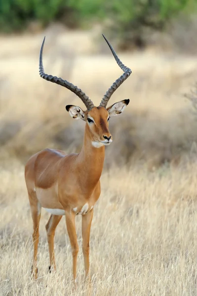 Impala. — Fotografia de Stock