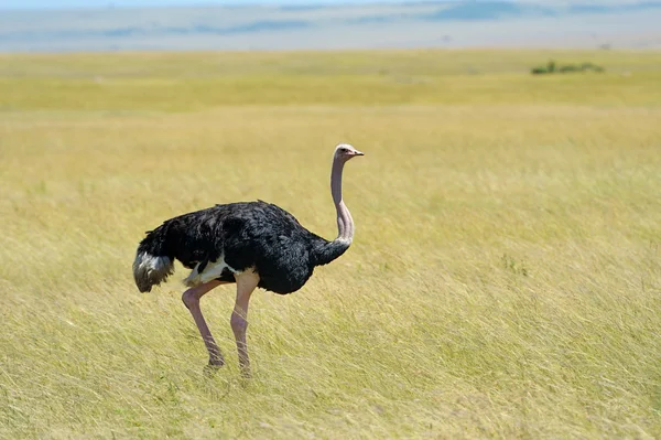 Strauß — Stockfoto