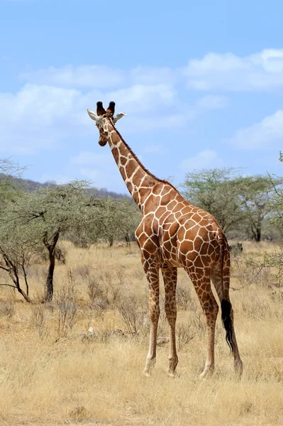 Giraffe — Stock Photo, Image