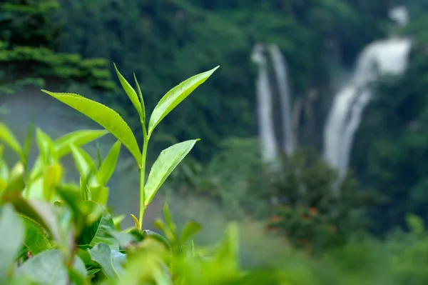 Foglie di tè — Foto Stock