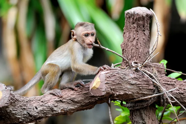 Mono en la naturaleza viva — Foto de Stock