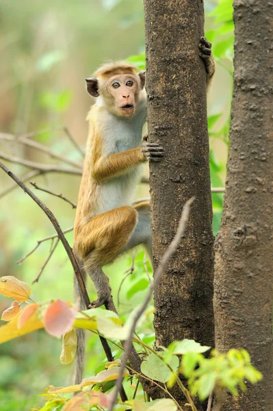 猴子的生活性质 — 图库照片