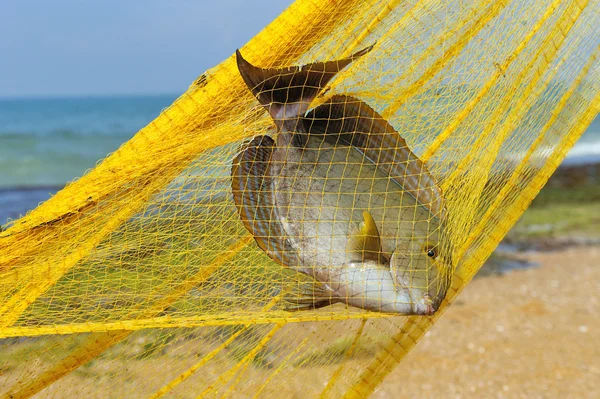 Ryby z połowów sieci — Zdjęcie stockowe