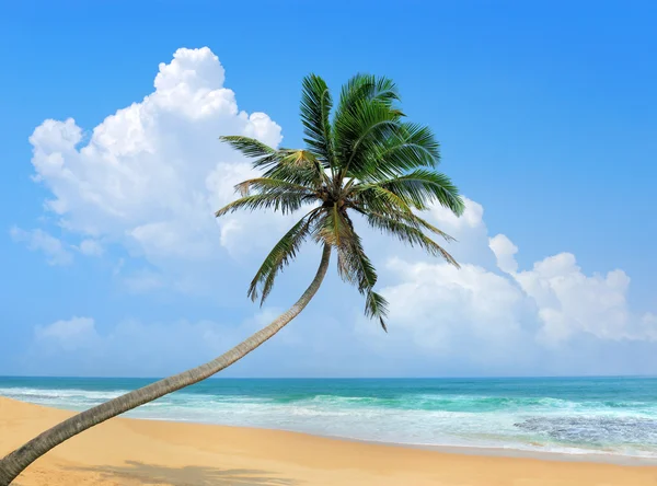 Palmen und Strand — Stockfoto