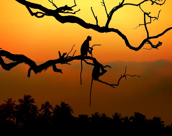 Silhueta de um macaco — Fotografia de Stock