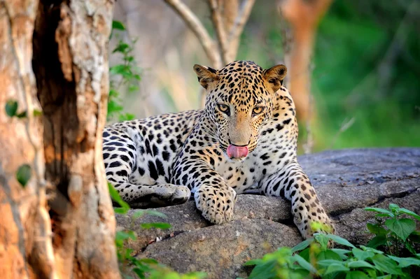 Leopardo — Fotografia de Stock