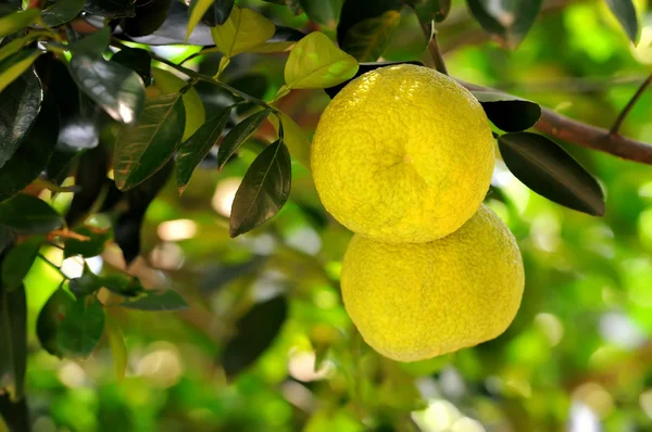 Grapefruit — Stockfoto