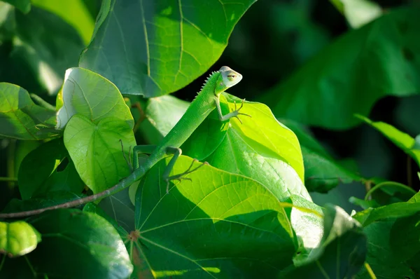 Chameleon na větev stromu — Stock fotografie