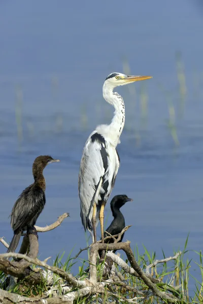 Garza gris — Foto de Stock