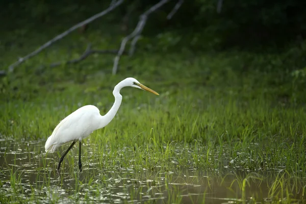 Witte zilverreiger — Stockfoto