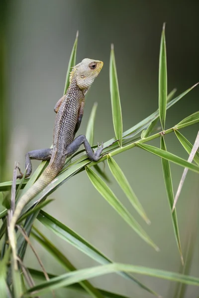 Camaleón en rama de árbol — Foto de Stock