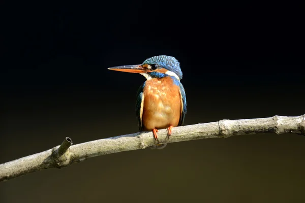 Mavi Kingfisher kuş — Stok fotoğraf
