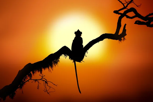 Silhouette eines Affen im Sonnenuntergang — Stockfoto