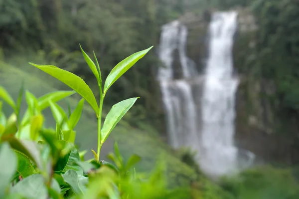 茶种植园高地 — 图库照片