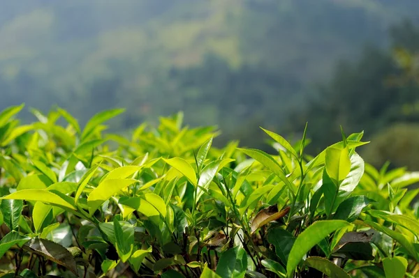 Tea plantation highlands — Stock Photo, Image