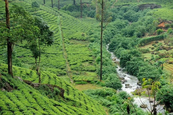 Tierras altas de plantación de té — Foto de Stock