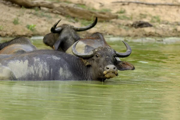 Búfalo de água estão tomando banho em um lago — Fotografia de Stock