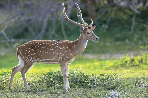 Wildfleckenhirsche — Stockfoto