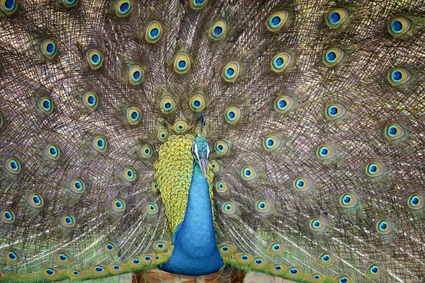 Peacock — Stock Photo, Image