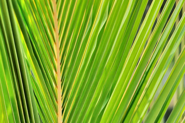 Textures of Green Palm leaves — Stock Photo, Image