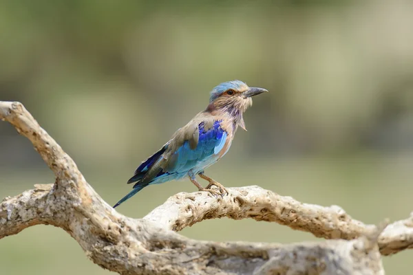 Indische Walze — Stockfoto