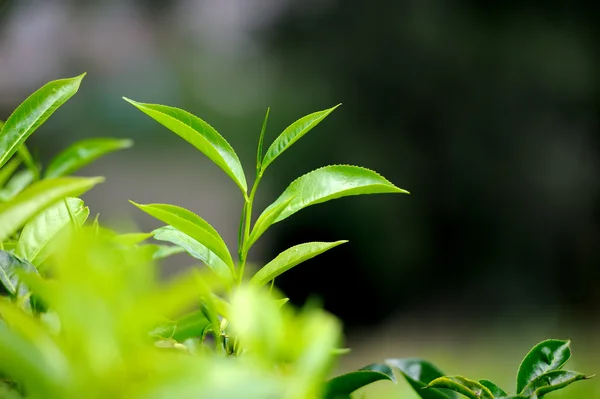 Листья чая — стоковое фото
