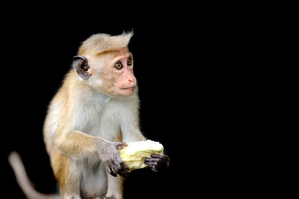 生きている自然の中の猿 — ストック写真
