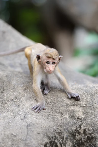 Scimmia nella natura vivente — Foto Stock