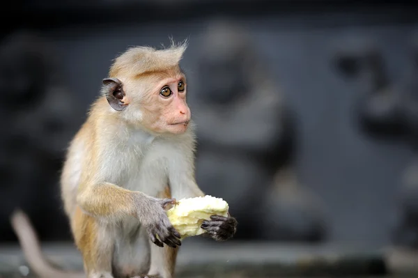 Macaco na natureza viva — Fotografia de Stock