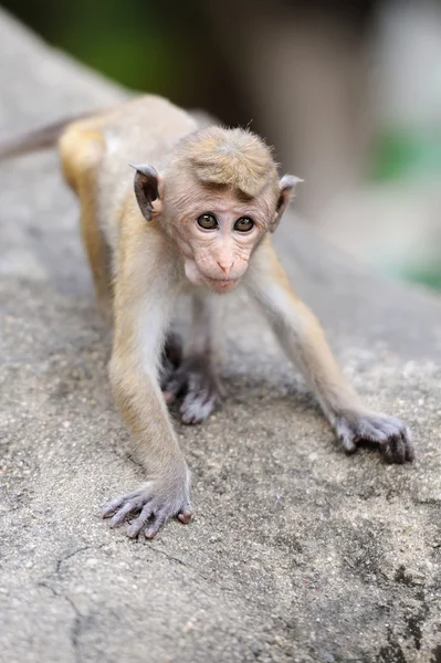 Singe dans la nature vivante — Photo