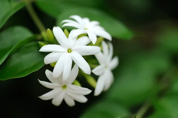 Jasmin — Stockfoto