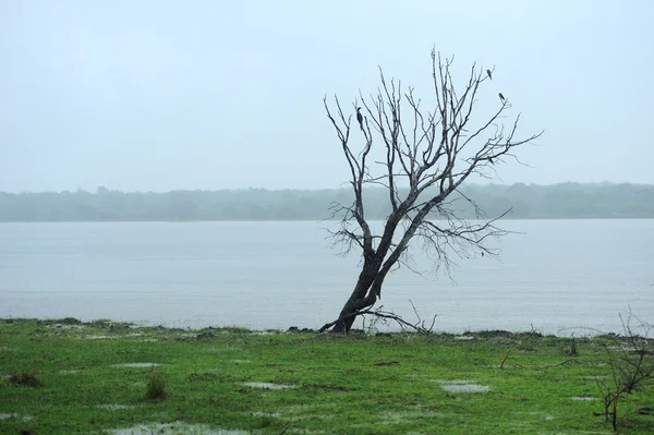 Un albero solitario sulle rive di un lago — Foto Stock