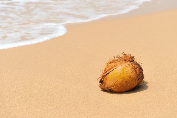열 대 해변에서 코코넛 — 스톡 사진