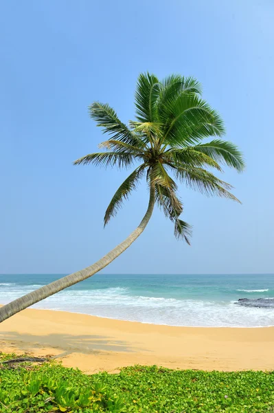 Palm och stranden — Stockfoto