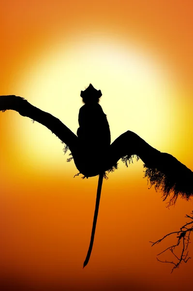 Silhueta de um macaco em pôr-do-sol — Fotografia de Stock