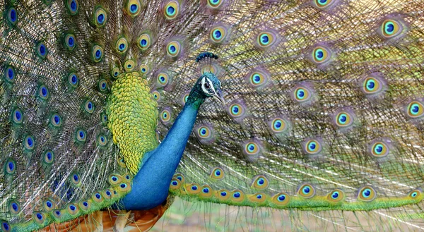 Peacock — Stock Photo, Image