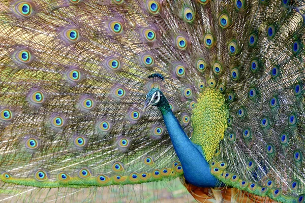 Pavão — Fotografia de Stock