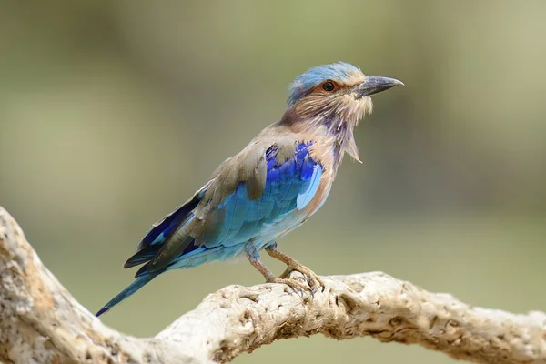 Indian Roller — Stock Photo, Image