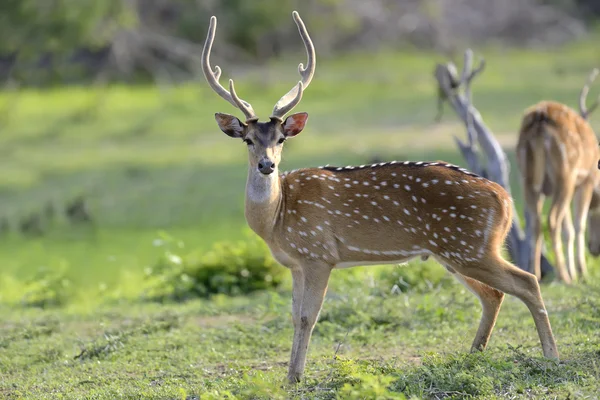 Wildfleckenhirsche — Stockfoto