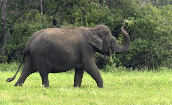 Elephants — Stock Photo, Image