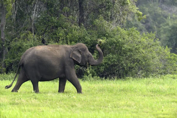 Ελέφαντες — Φωτογραφία Αρχείου