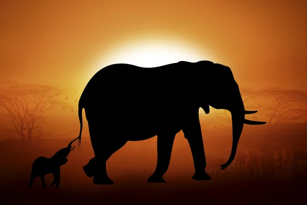 Silhouette of a elephants in sunset — Stock Photo, Image