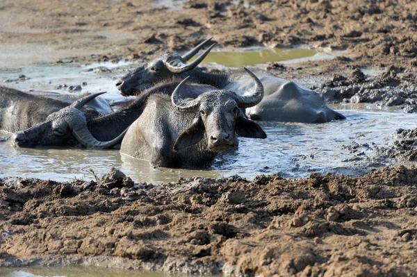 Búfalo de água estão tomando banho em um lago — Fotografia de Stock