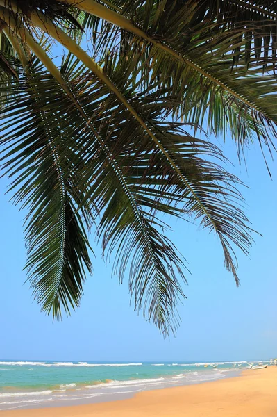 Tropischer Strand — Stockfoto