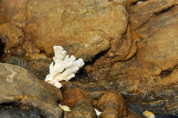 Wit koraal op de steen — Stockfoto